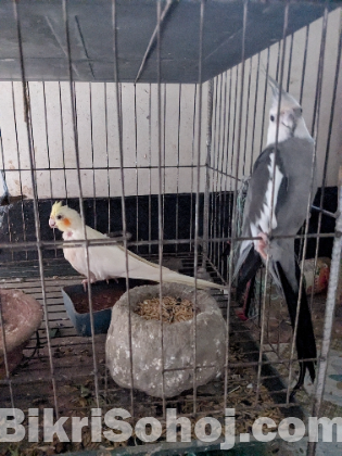 কোকাটেল জোড়া